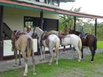 Casona Rio Fortuna
