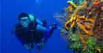 www.diving.info