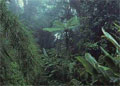 Monteverde Cloud FOrest