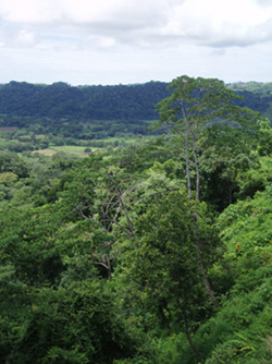 trees